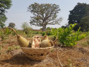 Baobab Harvest